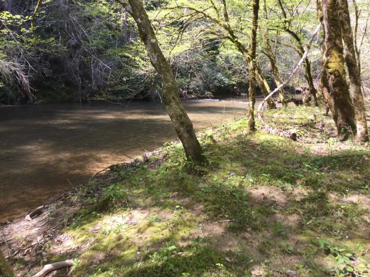 A serene view of a calm river bordered by lush greenery and tree trunks, inviting guests to imagine picnicking by the water, nature walks, and quiet reflection in the great outdoors.